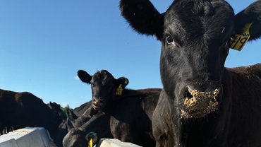 H Knowing how your bull was developed from weaning to sale day will help you manage the transition from purchase to turnout to set  your bull up for a successful breeding season.