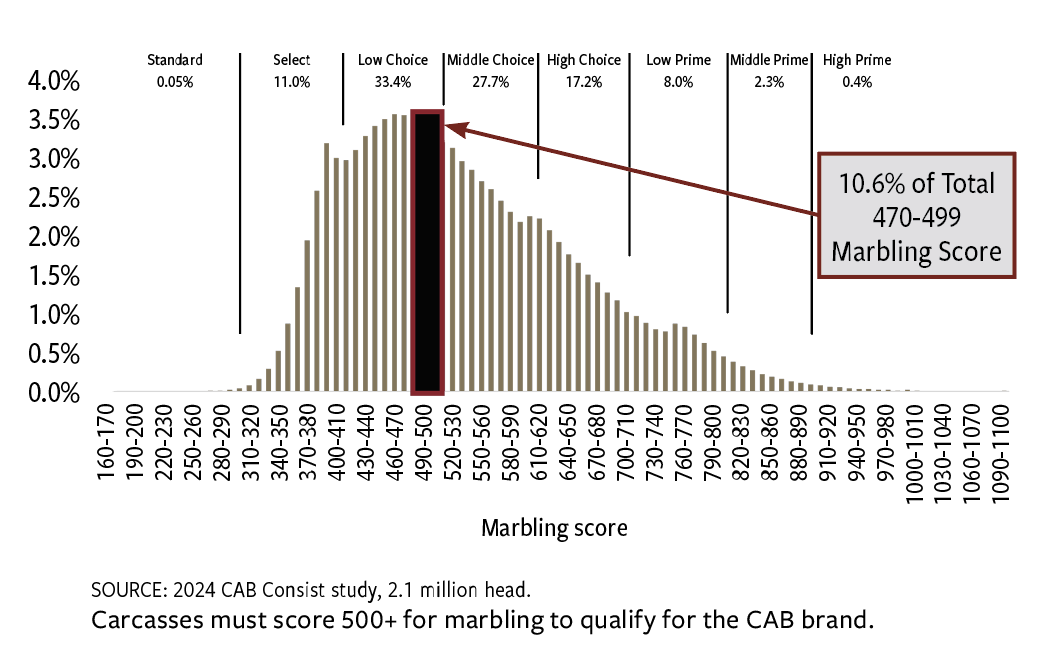 Fig. 1: Angus-influenced carcasses’ marbling score distribution in 2024