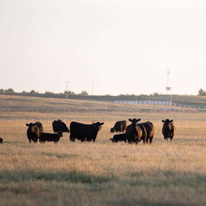 Group of black Angus cattle amongst a field at dusk