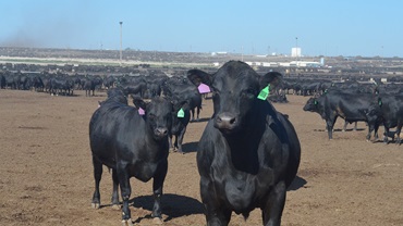cattle at feedyard