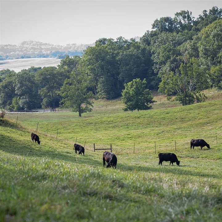 Black Angus cattle grazing in a grassy valley among mountains