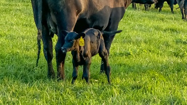 cow-calf