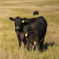 Cow-calf Pair