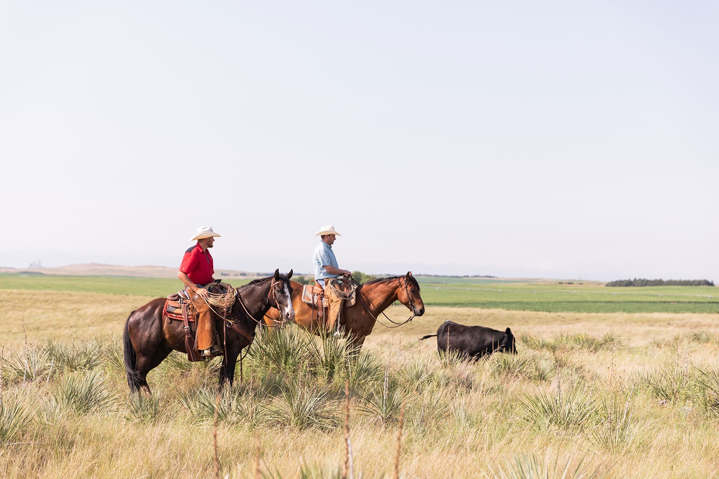 Two men on horses near a calf