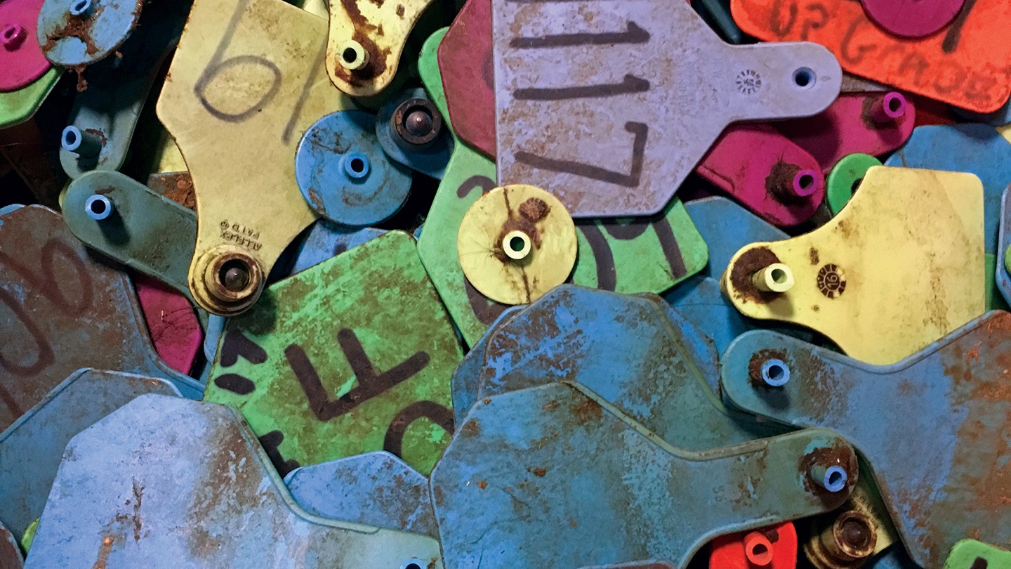 cattle tags