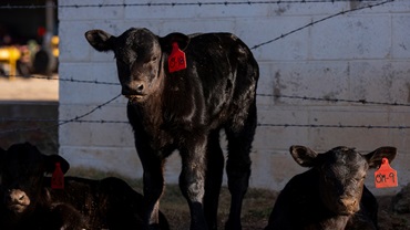 angus calf