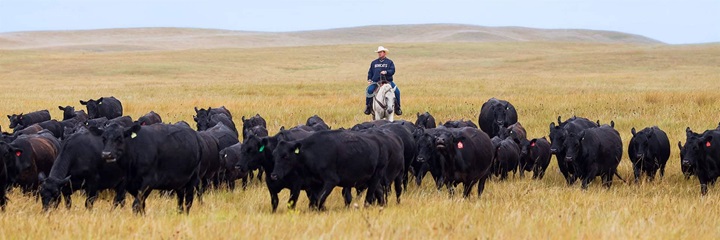 Cowboy on a horse herding a group of Angus cattle through a large pasture.