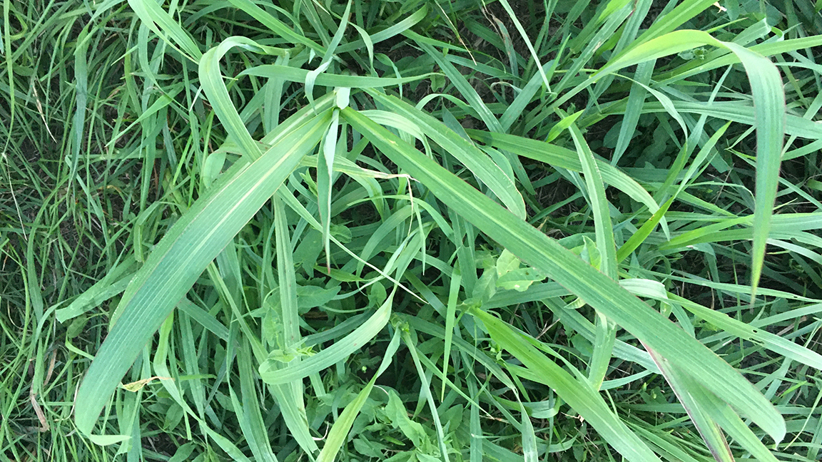 Johnsongrass, a common forage, can build up prussic acid, which is harmful and sometimes deadly to animals.  [Photo courtesy Tim Evans.]