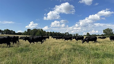 cattle in the distance