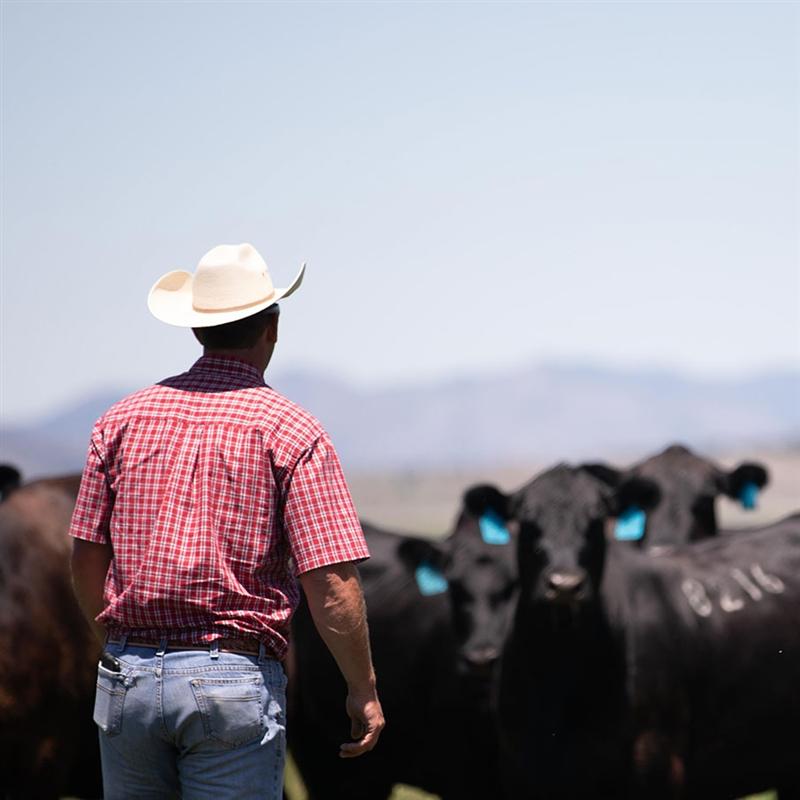 Cowboy walking in a mountain valley pasture close to black angus cattle