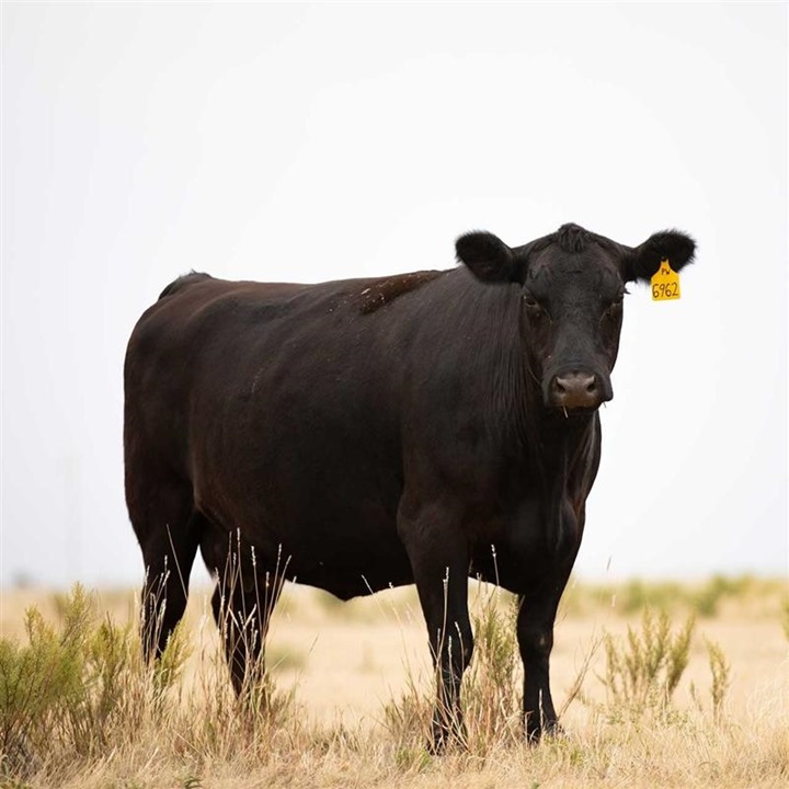 A single Angus cow standing in the dry plains of Texas.