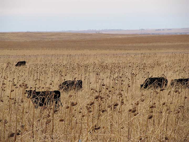 Cattle winter-graze cover crops. The big push today is for multispecies mixes with eight or more species.