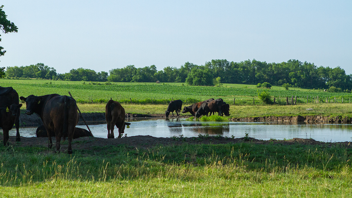 cattle near water