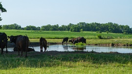 cattle near water