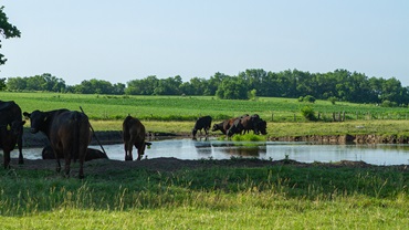 cattle near water