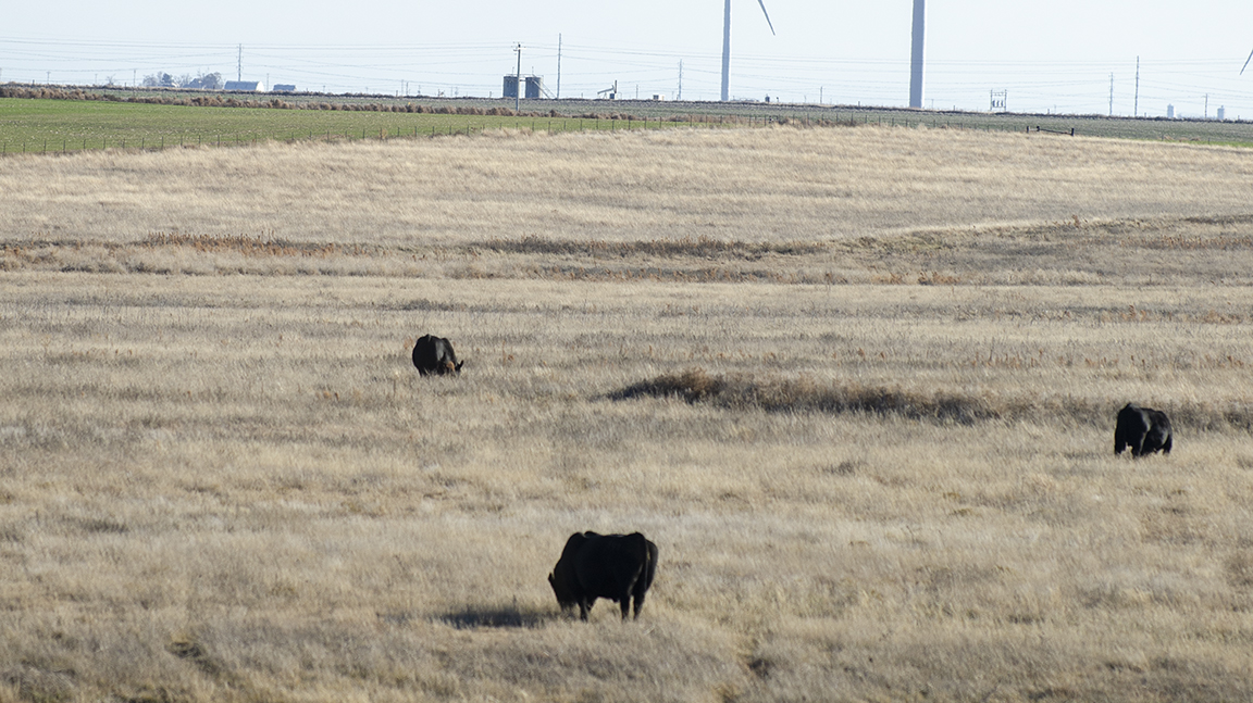 cattle in tall grass