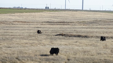 cattle in tall grass