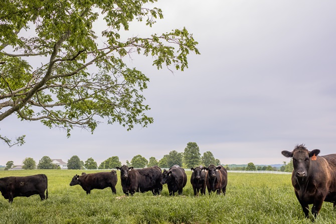 Angus cattle on grass
