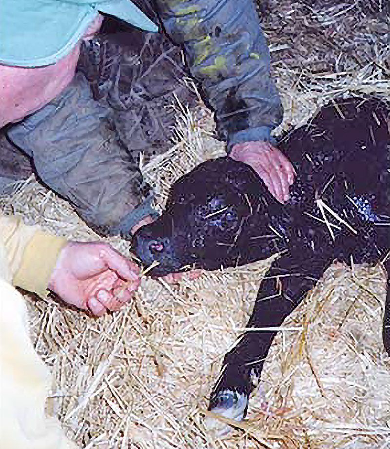 Calf CPR