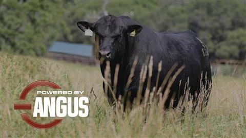 An Angus bull pushing through a pasture with the Powered By Angus logo watermark.