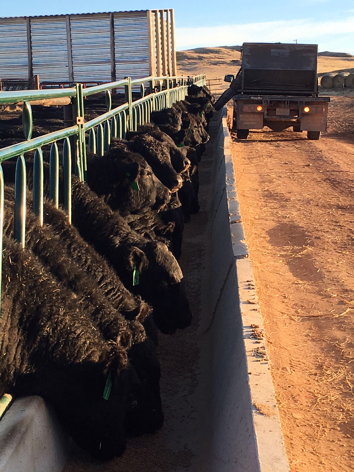 cattle feeding at bunk
