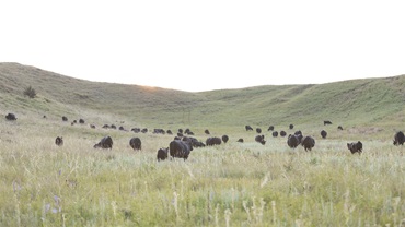 cows in a pasture with a sunset