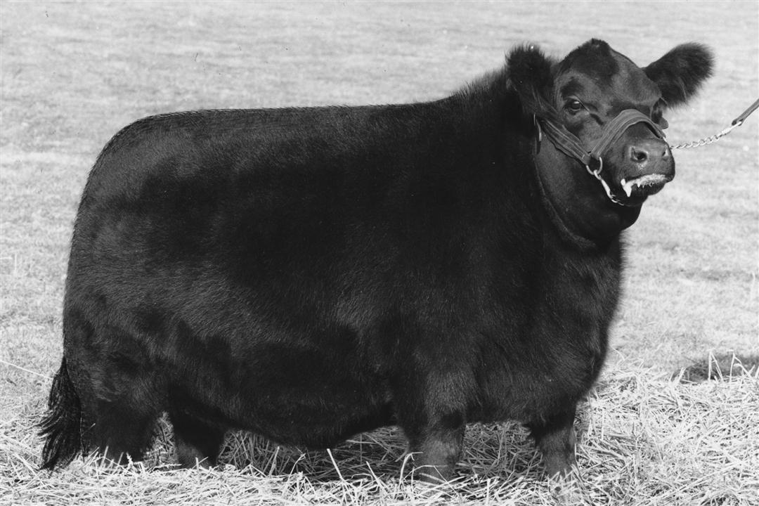 A large Angus bull from the 1960's.