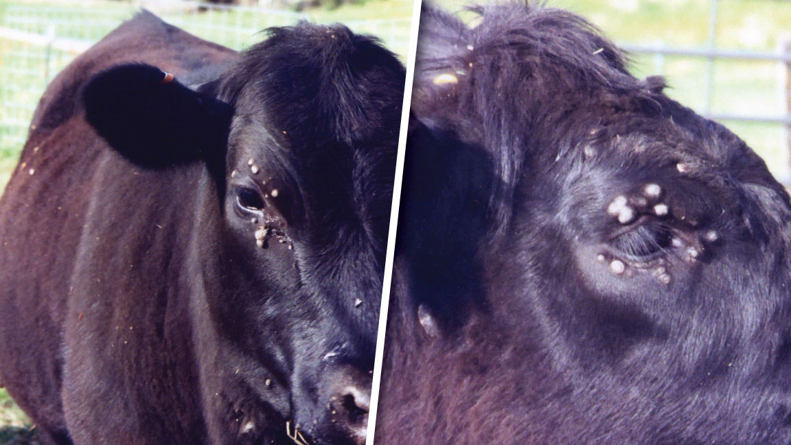 cattle with warts on face