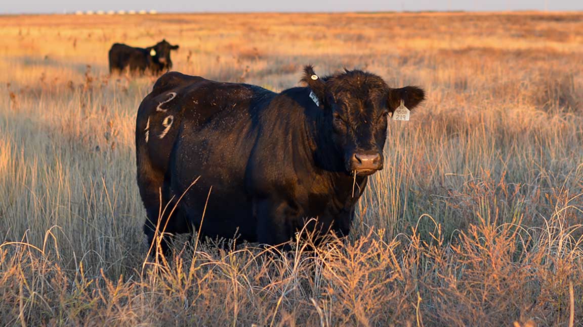 bull in field