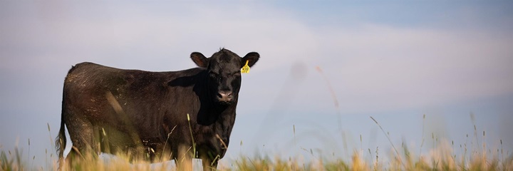 Angus cow standing on a grassy hillside.