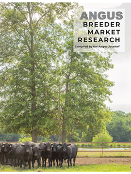 Angus Breeder Market Research