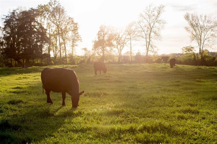 Angus cows grazing on green pasture at dusk.