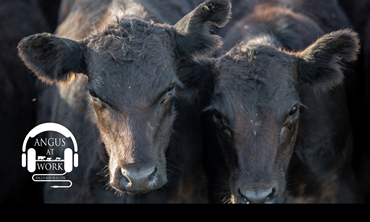 Black calves at livestock auction barn. 