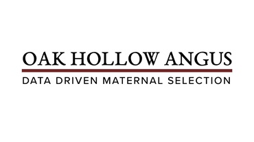 Oak Hollow Angus