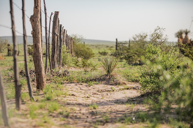 Texas landscape