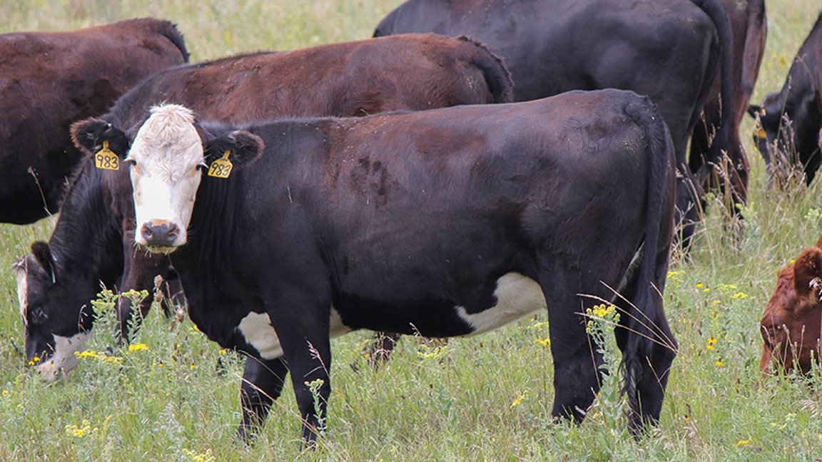 cattle on pasture