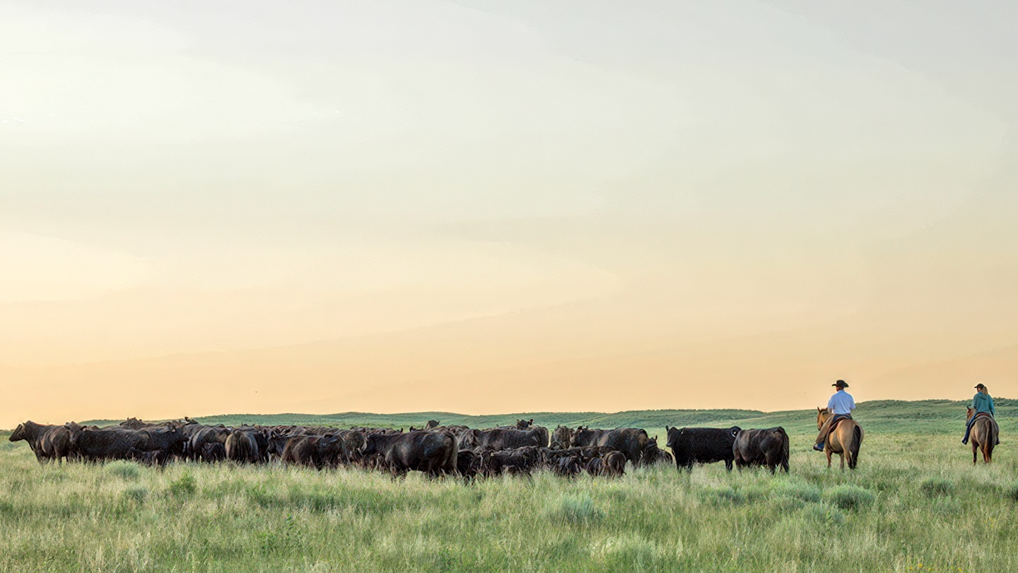 cattle on pasture