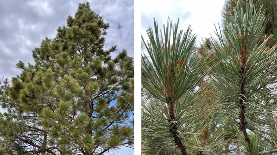 Ponderosa pine trees are found across South Dakota in wooded areas and are especially common across the Black Hills region. [Photo by Jessalyn Bachler, SDSU Extension.])