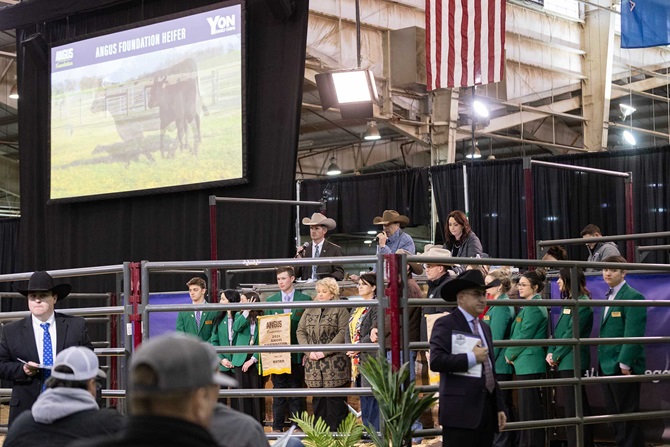 2024 Angus Foundation Heifer Package