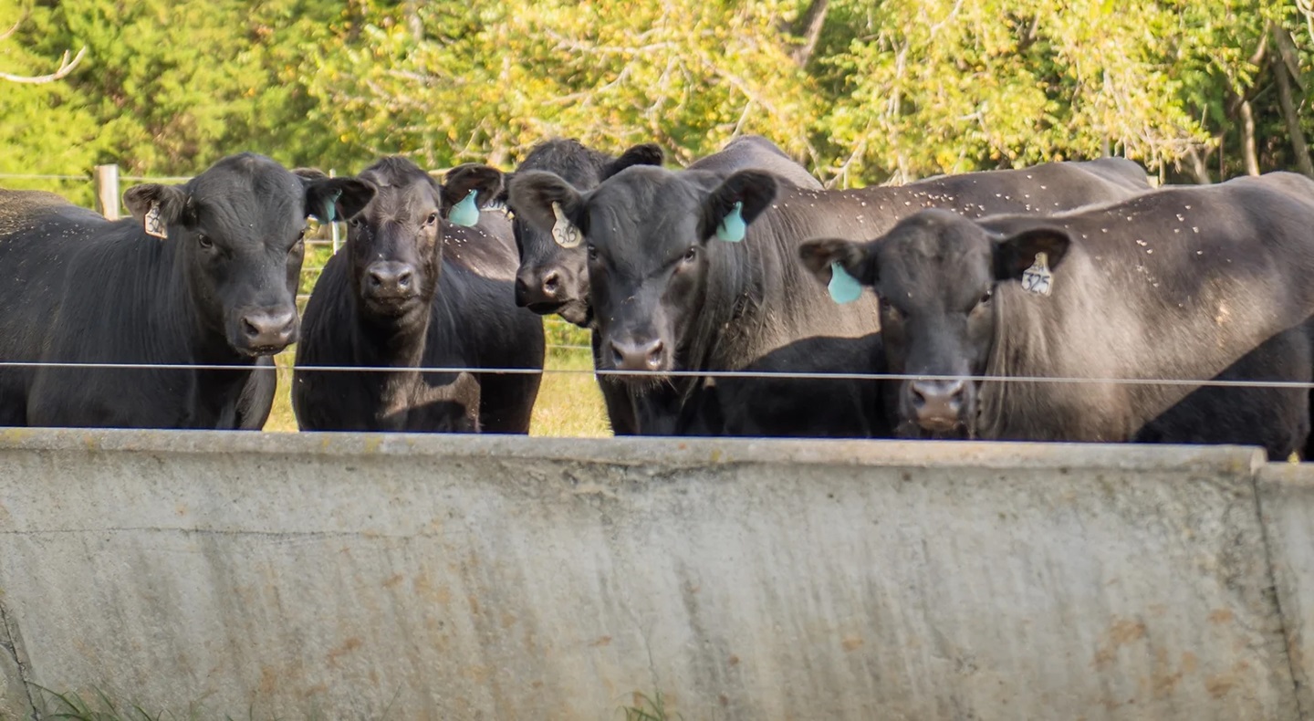 calves at feed bunk