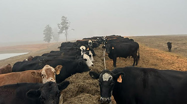 cows eating cotton byproduct