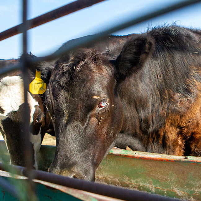 cow with pinkeye