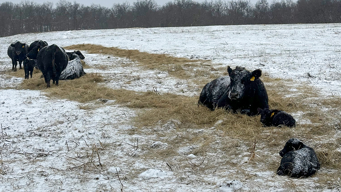 cattle in the snow