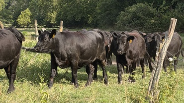 Heifers going through a gate