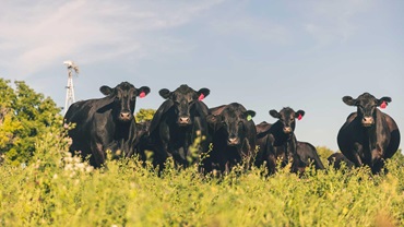 Group of Angus cows standing in a flowering pasture.