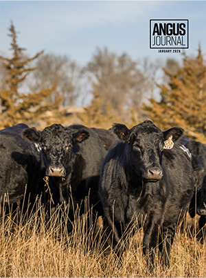 Current Angus Journal Issue Cover