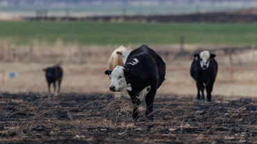 Livestock care in wildfire season