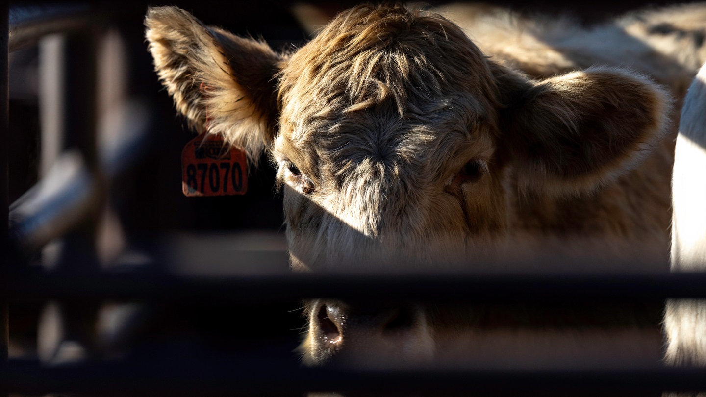 Steer