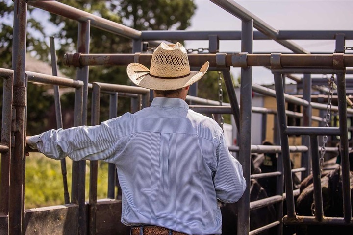 A cowboy moving a group of Angus cattle through a working chute.