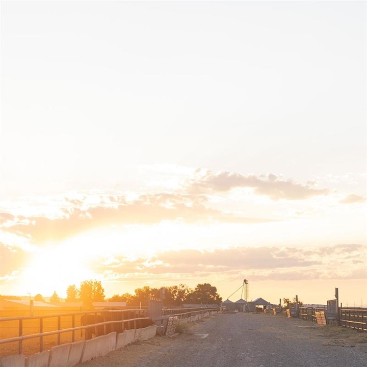 A sunset view at a feedlot, looking down the alley.